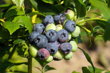 Common Blueberry Harvesting Problems and Solutions