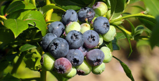 Common Blueberry Harvesting Problems and Solutions