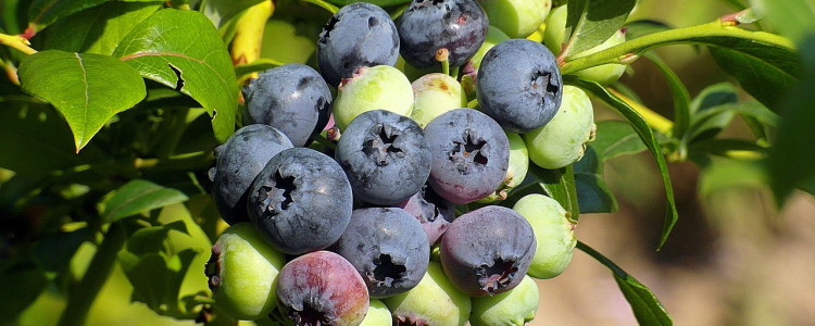 Half-High Blueberry Varieties