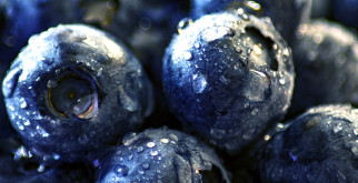 The Blueberry Farming Industry: Opportunities and Challenges