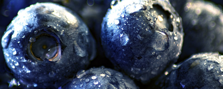 Blueberry Varieties for Juice