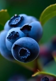 How to Distinguish Wild Blueberries