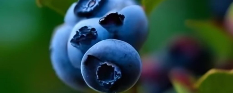 The Surprising Benefits of Blueberries in Cosmetics