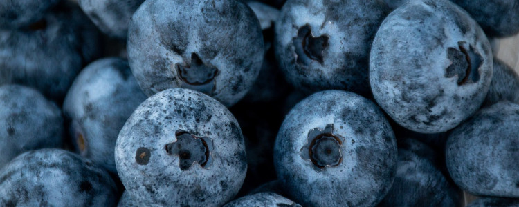 Growing Delicious Blueberries Indoors