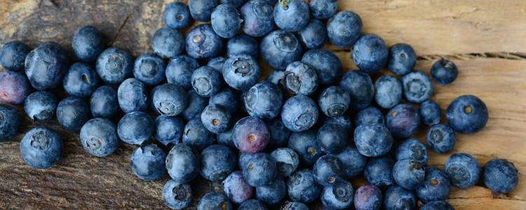 The Birth of the Beloved Blueberry Hybrid