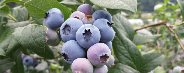 Hybrid Blueberry Varieties