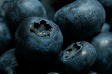 Blueberry Harvesting as a Hobby
