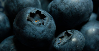 The Best Conditions for Blueberry Harvesting