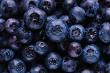 Sustainable Blueberry Harvesting Techniques