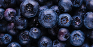 Harvesting Blueberries Under Different Weather Conditions