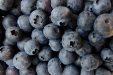 What to Do if Blueberries Stop Growing