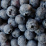 Exploring the Benefits of Blueberry in Cosmeceuticals