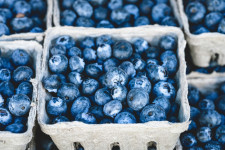 Harvesting Blueberries for Family Fun