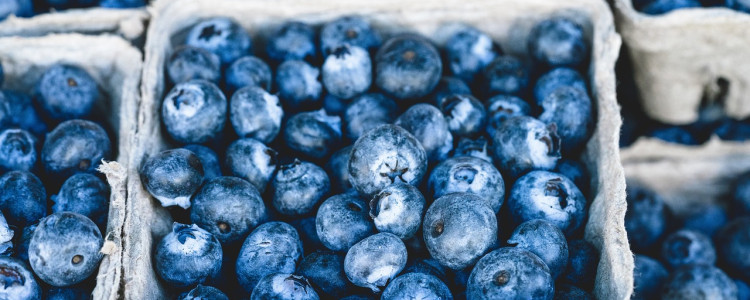 Harvesting Blueberries for Family Fun