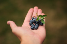 Can Blueberries Really Help with Cancer Treatment?