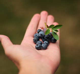 Make Money from Blueberry Harvesting – What You Need to Know