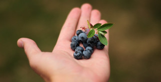 How to Freeze Blueberries After Harvesting