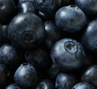The Blueberry in Native American Medicine