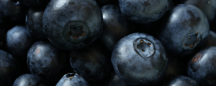 The Blueberry in Native American Medicine