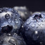 Organic Soil Amendments for Blueberries