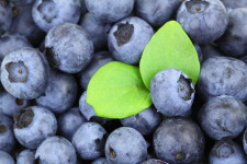 Blueberries and the Environment