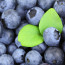 Southern Highbush Blueberry Varieties
