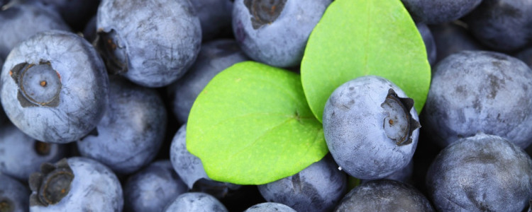 The First Commercial Blueberry Production
