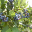 Blueberries in Folklore and Legends