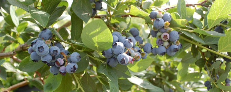 Blueberry Varieties for Cookies