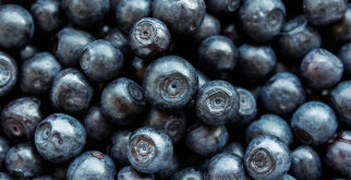 Top Tools to Use for Blueberry Harvesting