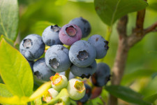 The Blueberry and the Civil Rights Movement