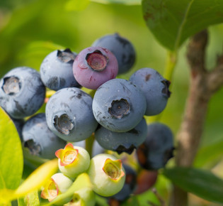 Harvesting and Storing Blueberries for Retail