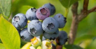 Harvesting and Storing Blueberries for Retail