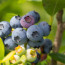 Blueberries: A Thriving Industry