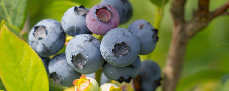 Harvesting Blueberries in Bulk