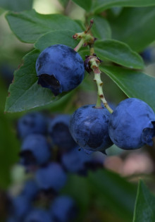 Blueberry Varieties for Donuts