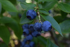How to Get the Best Flavor from Harvested Blueberries