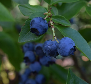 Blueberry Varieties for Donuts