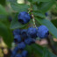 Blueberry Varieties for Scones
