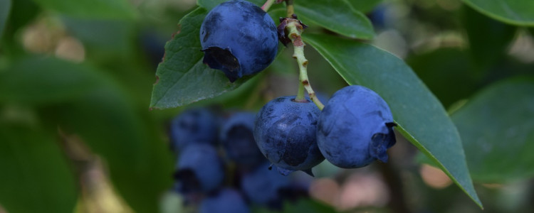 Wild Blueberry Varieties