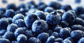 Blueberry Varieties for Pancakes