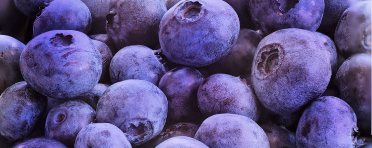 Late Season Blueberry Varieties