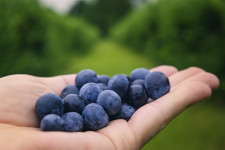 Blueberries and their Role in Eye Health