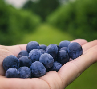 Blueberries and their Role in Eye Health